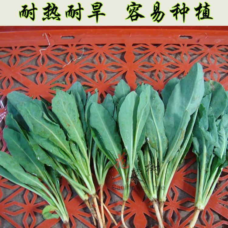 冬季野菜 非转基因中药材板蓝根种子 野生药用纯新盆栽 大青叶籽