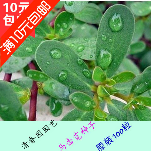 蔬菜种子山野养生菜马齿苋种子长寿菜种子五行菜补血菜多次采摘