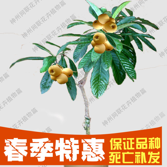 正品[枇杷树苗]枇杷树苗价格评测 枇杷树苗品种