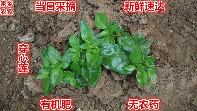 密云农家新鲜蔬菜 穿心莲 苦胆草 金香草 农家肥 满38元北京包邮