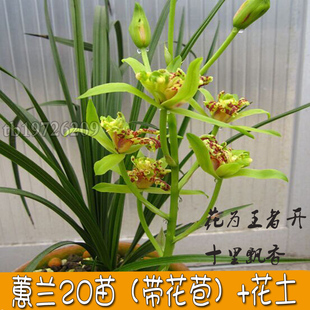 精品带花苞下山兰花蕙兰5苗 花土 春兰兰草花卉苗室内盆景绿植