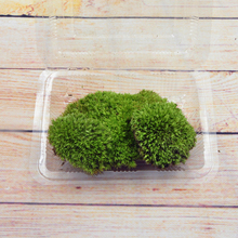 微景观生态瓶苔藓专用营养土盆栽种植工具