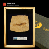 辽西天然古生物化石狼鳍鱼化石奇石观赏石头动物化石标本摆台礼盒