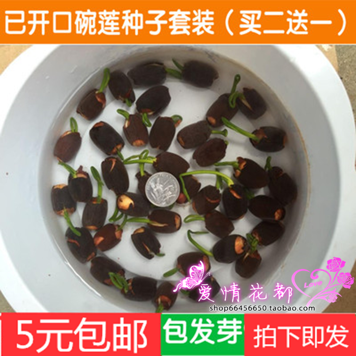 花卉水培植物碗莲种子套餐迷你睡莲种子 四季播种 已开口多色包邮