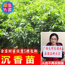 沉香苗奇楠沉香珍贵树苗降真香白木香檀风水树苗