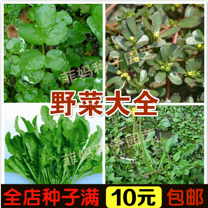 野菜蔬菜种子马齿苋荠菜种子蒲公英西洋菜苦麻菜菊花脑草头面条菜