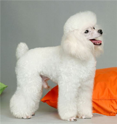 贵宾犬幼犬出售贵妇犬巨型泰迪狗大型贵宾犬普通泰迪宠物狗狗73