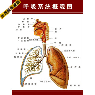 人体解剖海报 呼吸系统概观图 肌肉骨骼神经血管分布挂图展板