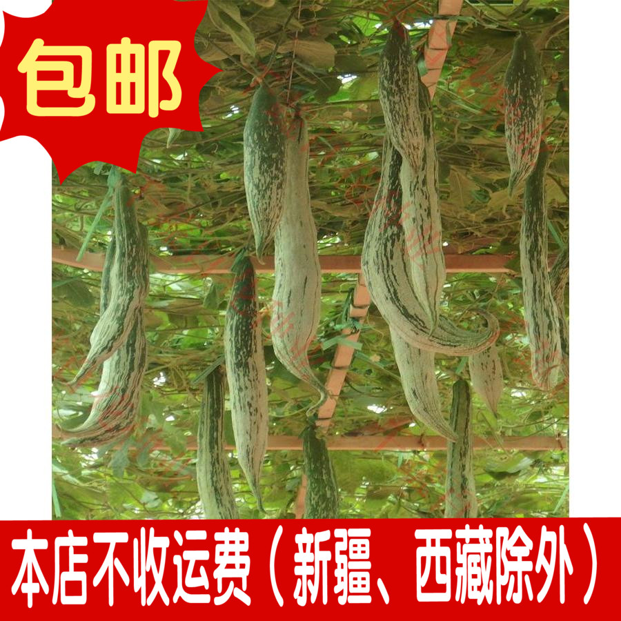 老鼠瓜变色瓜种子金芒果瓜彩瓜野西瓜白饭瓜庭院阳台盆栽蔬菜种子
