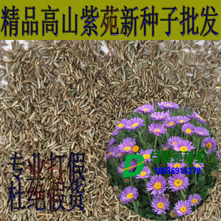 点翠苑高山紫苑种子荷兰菊种子高岭紫菀菊花种字多年生香草种子