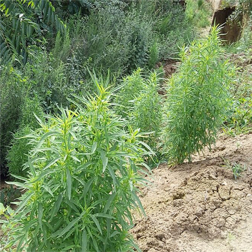 新鲜现采野生中草药扫帚苗 地肤子 铁扫帚 扫帚苗 保健食疗