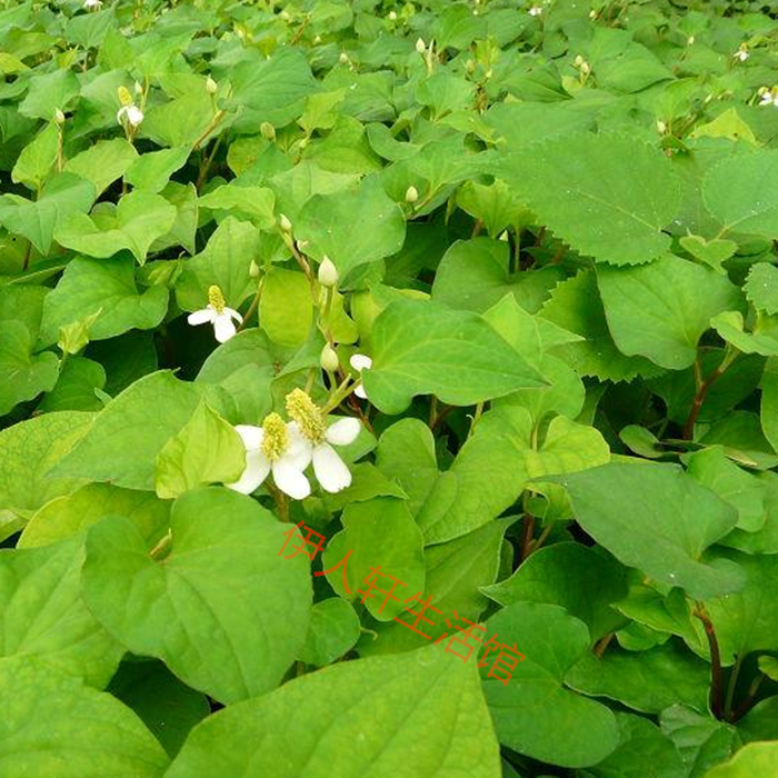 野生鱼腥草种子种苗 四川正宗折耳根苗鱼腥草苗盆栽包邮免运费