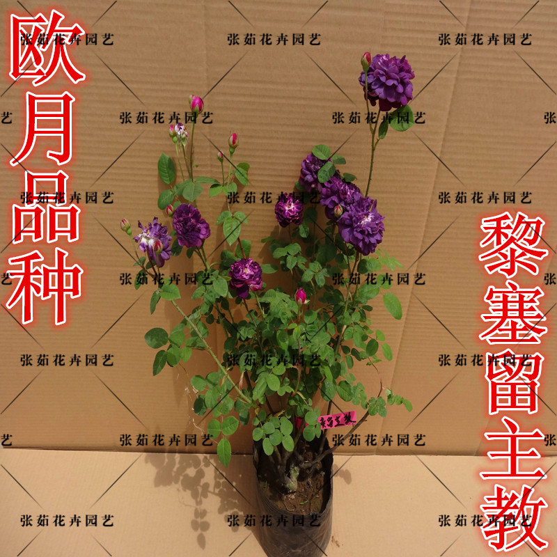 欧洲月季花苗 大花月季 爬藤月季花苗【黎塞留主教月季】 紫色花