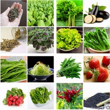 小白菜香菜萝卜辣椒黄秋葵草莓茄香葱韭菜苦瓜阳台 四季蔬菜