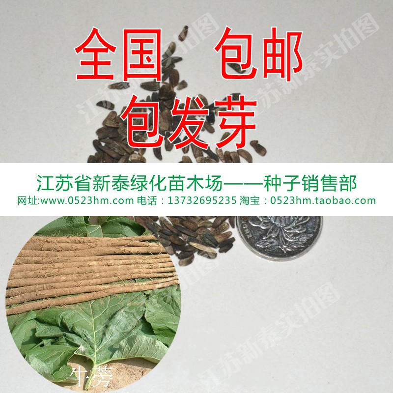 牛蒡子种子 大力子 恶实 牛蒡 恶实 东洋参 东洋牛鞭菜 牛蒡根