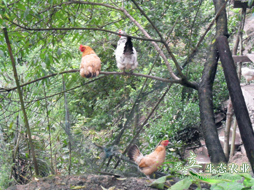 正品[林老师舞蹈心愿便利贴]林老师心愿便利贴