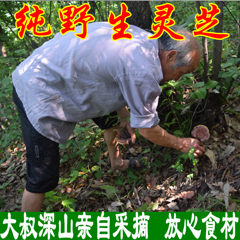 神农架纯野生灵芝野生整枝赤灵芝深山特级林芝自采灵芝菌片粉包邮