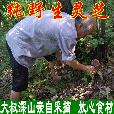 神农架纯野生灵芝野生整枝赤灵芝深山林芝自采灵芝菌可切片粉包邮