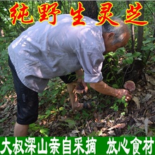 包邮 神农架纯野生灵芝野生整枝赤灵芝深山林芝自采灵芝菌可切片粉