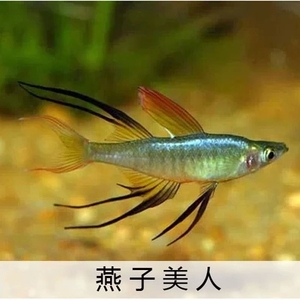 【观赏鱼\/热带】最新淘宝网观赏鱼\/热带优惠信