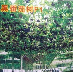 菜博会专用进口黑番茄树种子 家庭庭园种植 多年生植物 产量高5粒