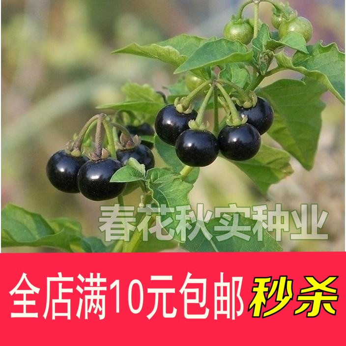 农家野生龙葵种子 小燕悠黑悠悠特色水果种子春夏秋四季蔬菜种子
