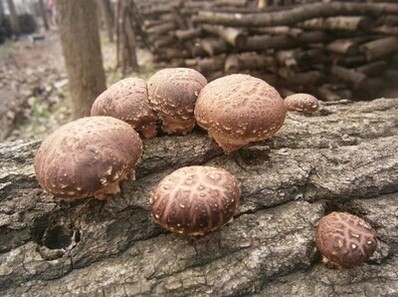 神农架椴木香菇干货新货 特特农家蘑菇 食用菌 特级冬菇 肉厚花菇