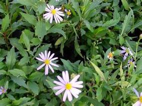 马兰草 中药材 马兰草 路边菊 蟛蜞 鱼鳅串 田边菊500克20元