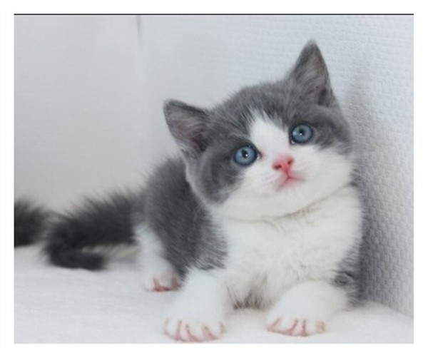 热销宠物猫 英国短毛猫宠物_易购客 蓝猫 6英国