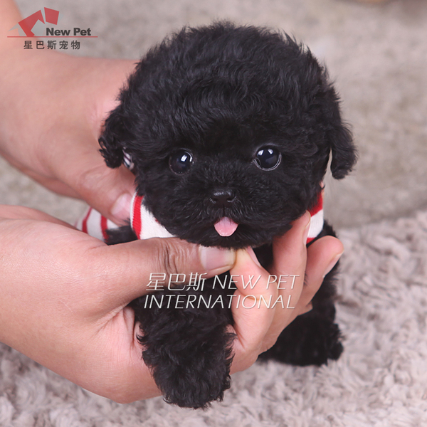 热销宠物狗 韩国黑色泰迪茶杯幼犬贵宾玩具体