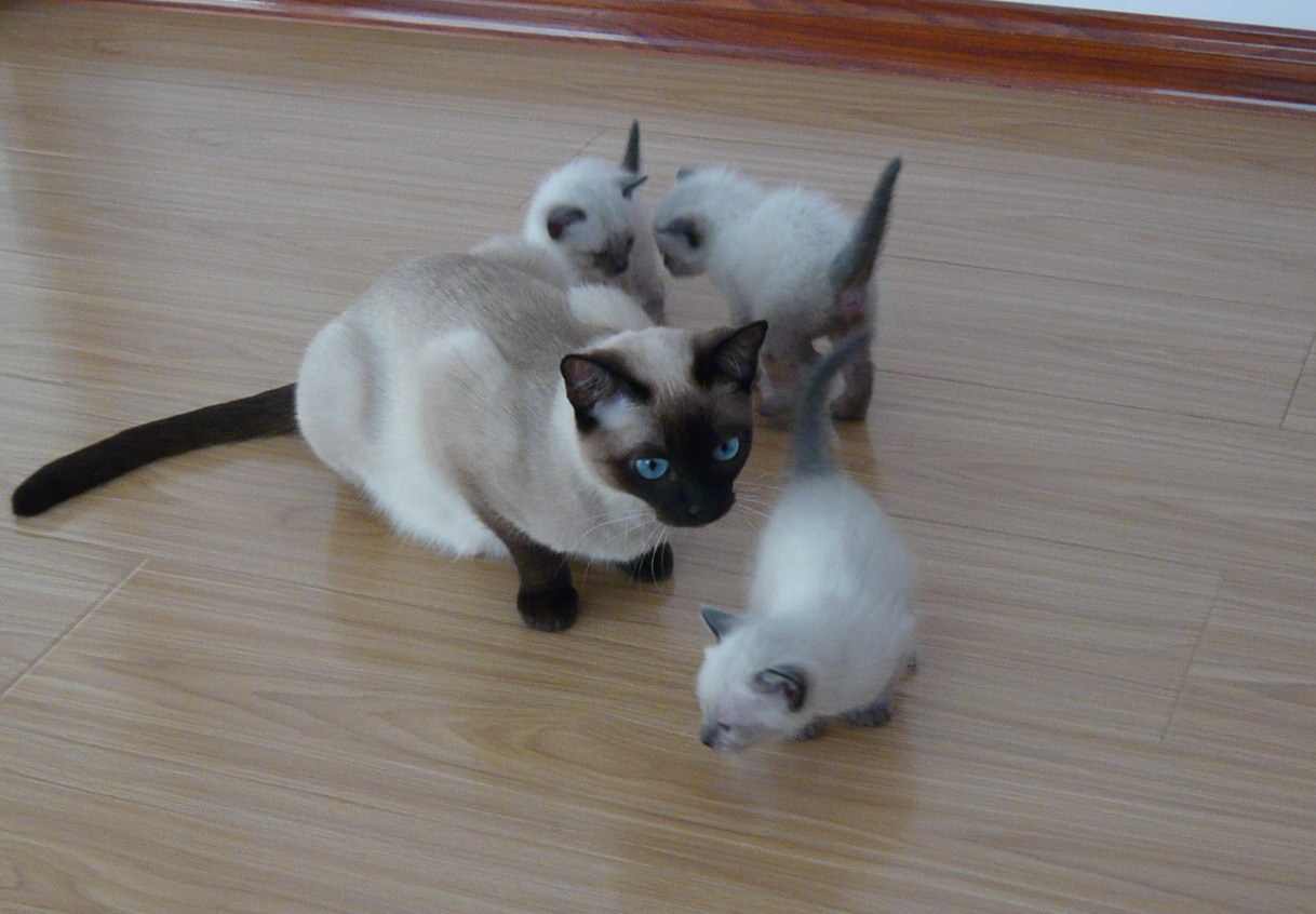 正品[暹罗连体人之谜]暹罗连体男孩评测 暹罗双