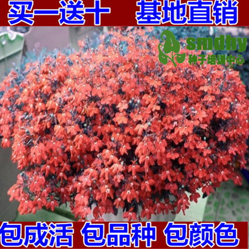 进口多年生半边莲翠蝶花六倍利种子【红心】阳台盆栽垂吊香草花卉