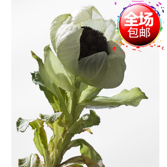 新疆特产野生雪莲包邮中药材正宗天山雪莲花高海拔特级泡酒料批发
