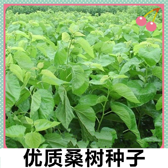 优质新采桑树种子 蚕吃的桑叶 养蚕专用桑蚕桑种子果桑种子包邮
