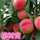 嫁接桃树苗盆栽地栽桃子黄桃阳山水蜜桃树苗南方北方种植当年结果
