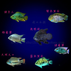 正品[火口鱼]紫红火口鱼评测 天网火口鱼图片