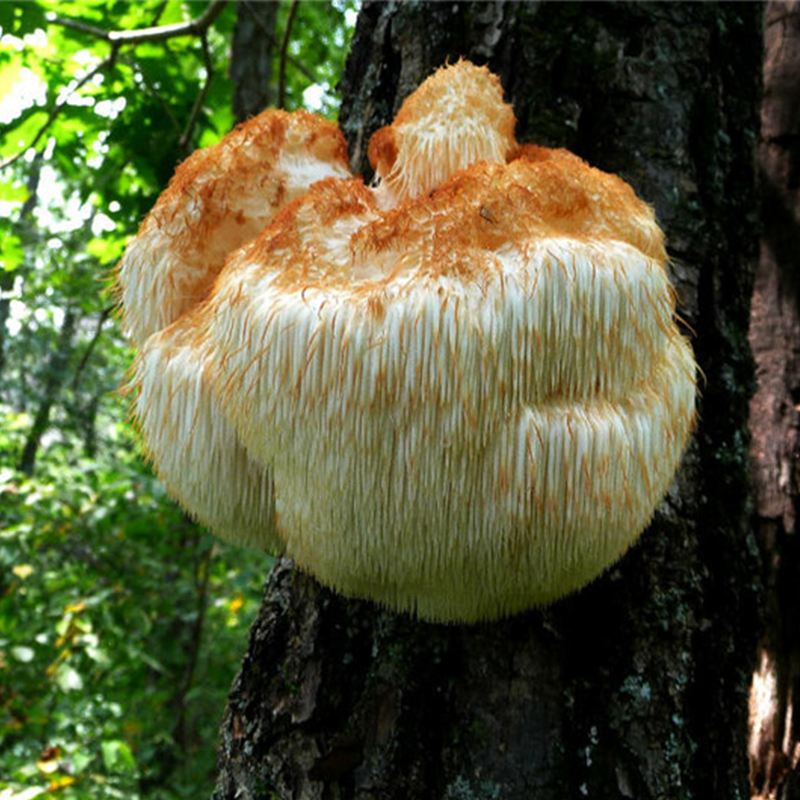 特级新鲜野生猴头菇养胃山货干货汉味珍赛东北古田长白山东北包邮