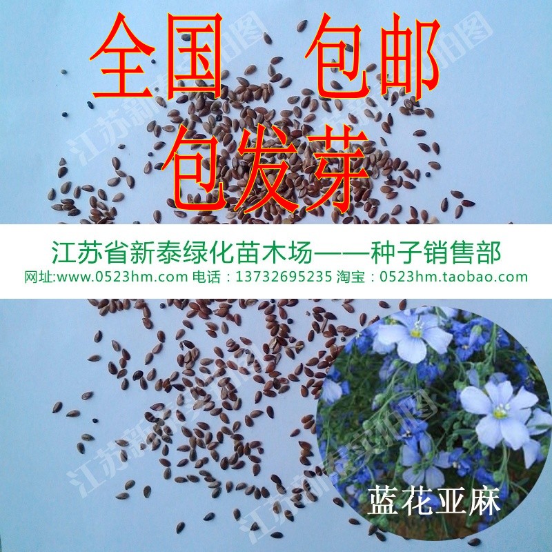 散装 蓝花亚麻种子批发 六倍利 山梗菜 翠蝶花 南非半边莲 亚麻籽