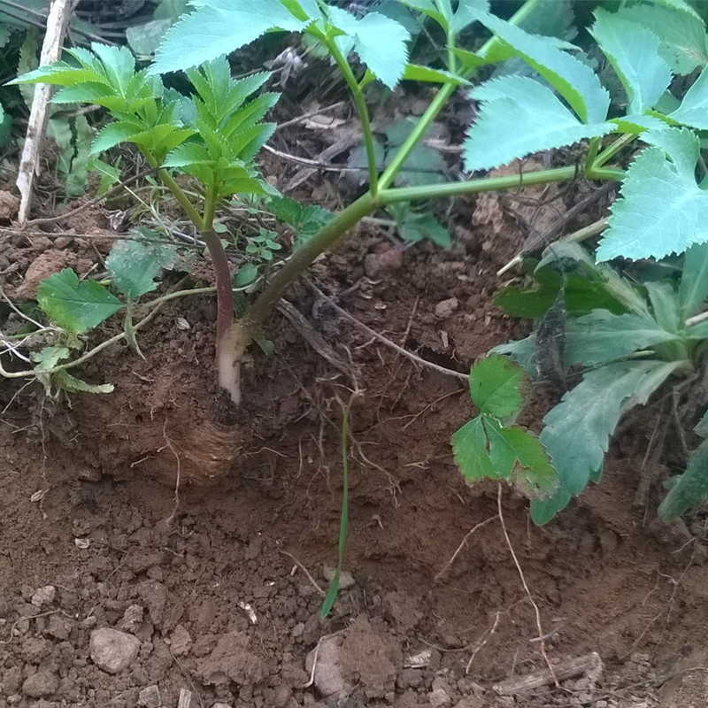 现挖野生新鲜全株白芷中药材可磨白芷粉做面膜白芷炖鸡香料调料