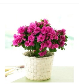 正品[映山红苗]映山红原唱评测 图片_惠惠购物