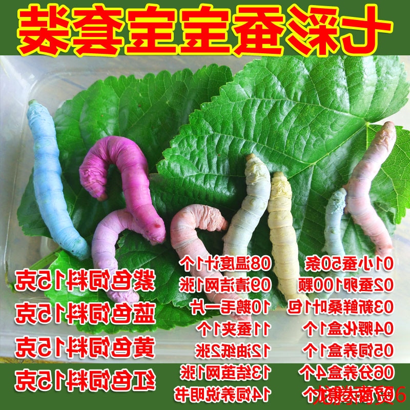 七彩色蚕宝宝套装活体七彩幼虫金丝蚕宝宝蛋学生养蚕套装蚕饲料