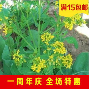 蔬菜种子 板蓝根种子清热解毒 中药材种子 阳台种植30粒