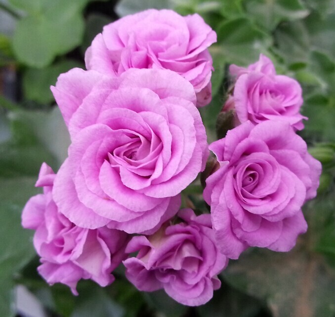 【海蒂的花园】垂吊天竺葵 夏日玫瑰丁香色 盆栽花卉 小苗