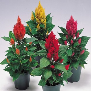 庭院景观绿化专用凤尾鸡冠花籽火炬鸡冠花种子四季种植盆栽花种子