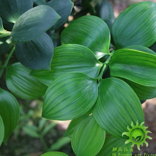 进口圆叶竹柏品种 黑桃 精品嫁接3年桩 心形 庭院盆栽花卉植物