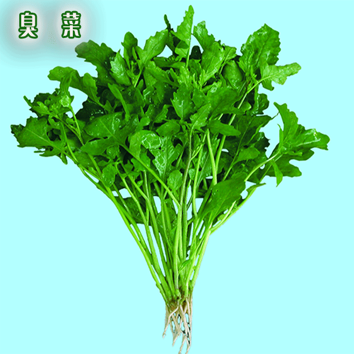 阳台盆栽蔬菜种子臭菜种子 大叶臭菜种子 绿色蔬菜10g