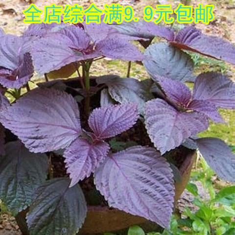 蔬菜菜叶紫叶苏种子 野生紫苏种子 家庭蔬菜香草香料种子盆栽种植