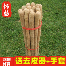 怀慈温县铁棍山药正宗河南焦作怀山药铁杆铁棒山药新鲜淮山5斤