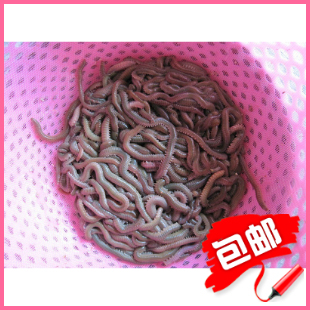 2斤活沙蚕 海虫 青虫 万能鱼饵 海蜈蚣 海蚯蚓 包邮走顺丰