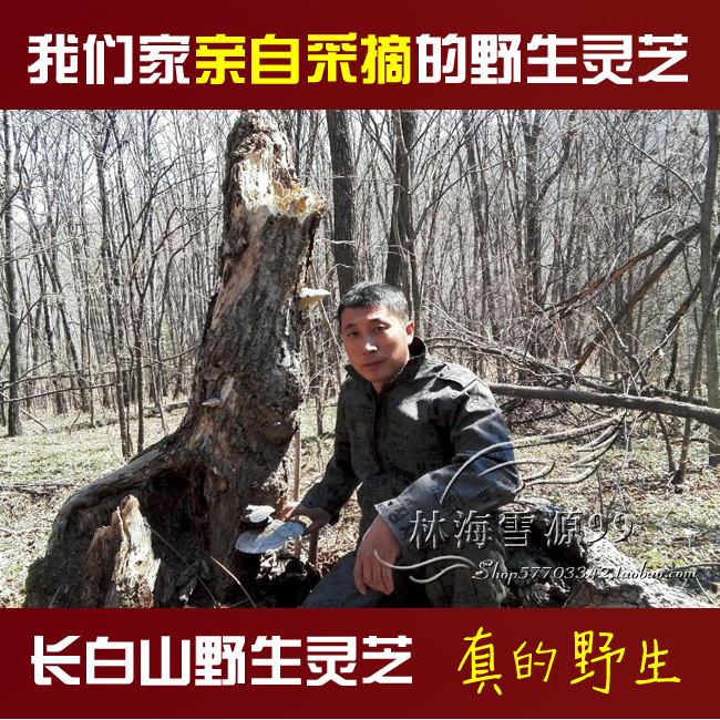 野生灵芝 长白山野生平盖灵芝片整枝正品大个树舌灵芝 青芝